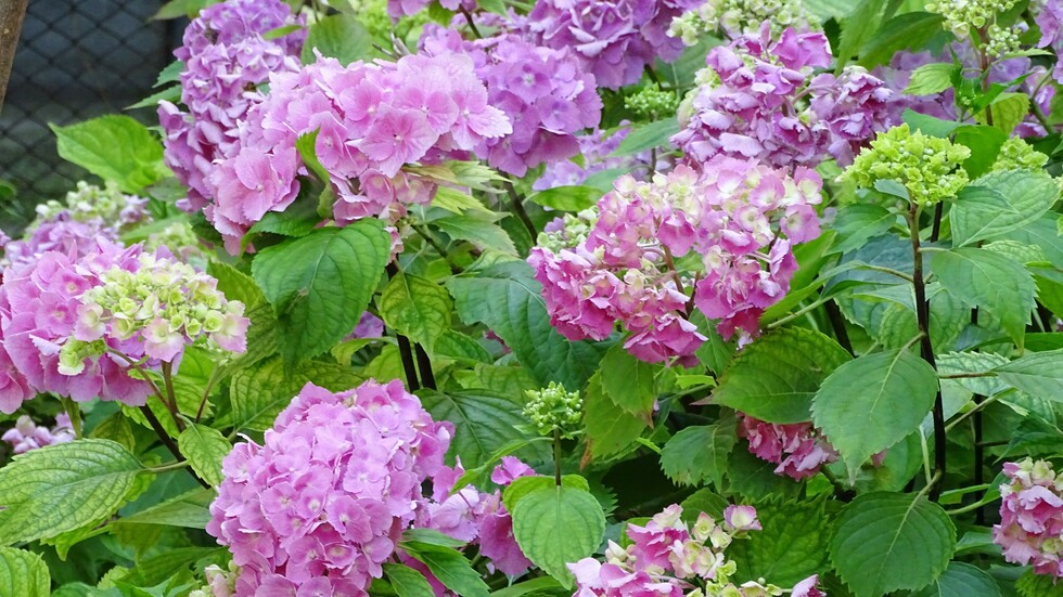 Хортензията цъфти