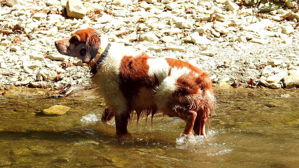 Световен ден на кучето - разхлада в жегата!
