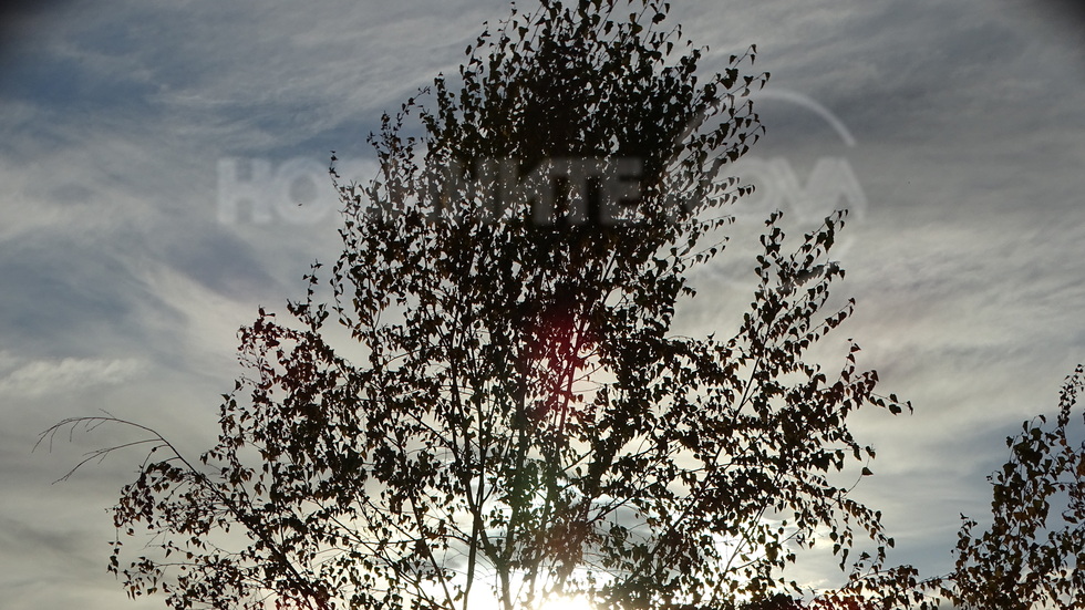 Слънце в клоните!