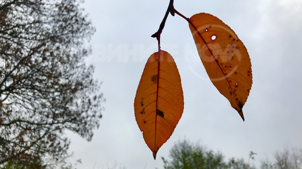 Цветен акцент в мъгливото утро