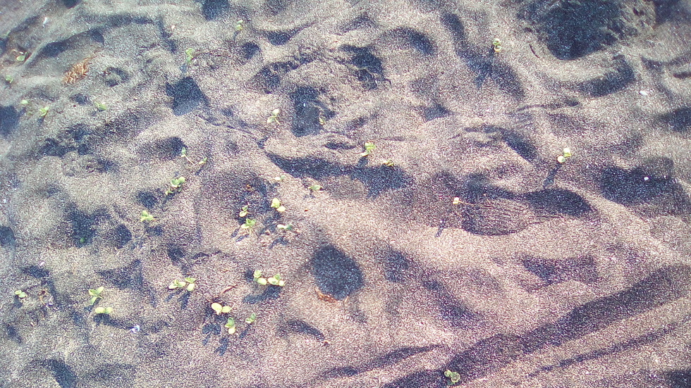 Човекът си отива, природата идва