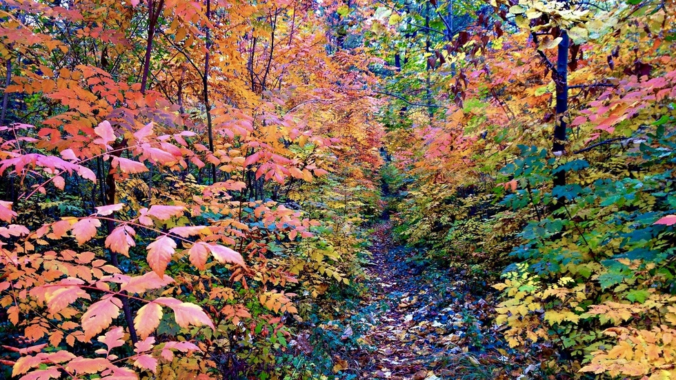 Многоцветна есенна палитра на една горска пътека в "Скобелев парк"