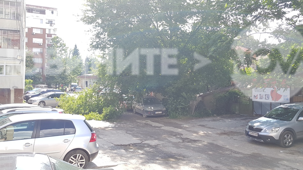 Паднало дърво пред двора на полицията в гр.Добрич