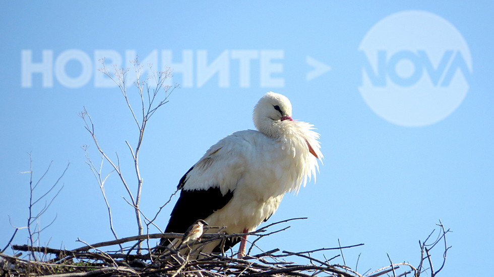 Врабчо и щъркелчо!