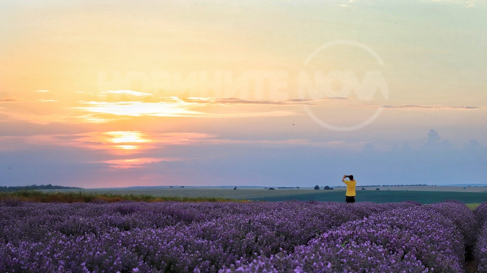 Лавандулови полета
