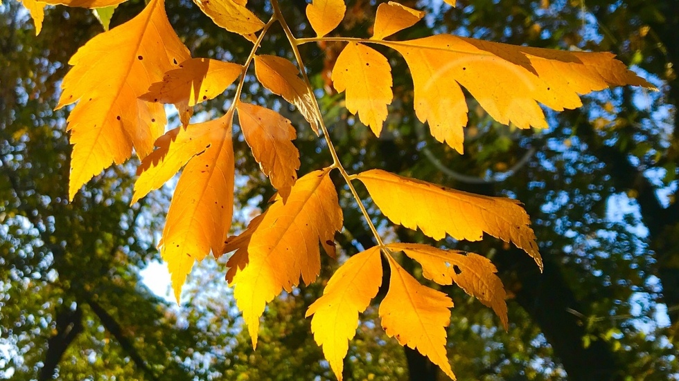 Клонче златна есен