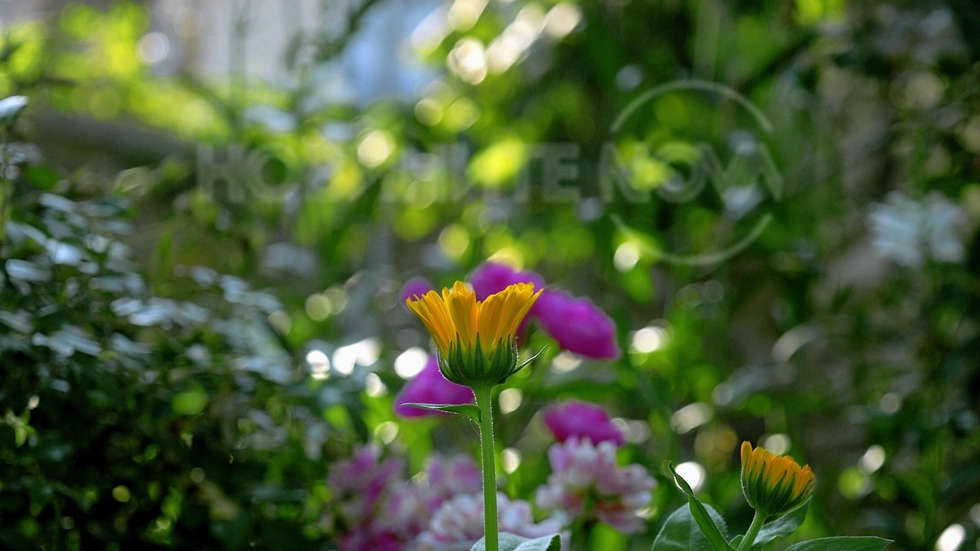 Цветята по залез