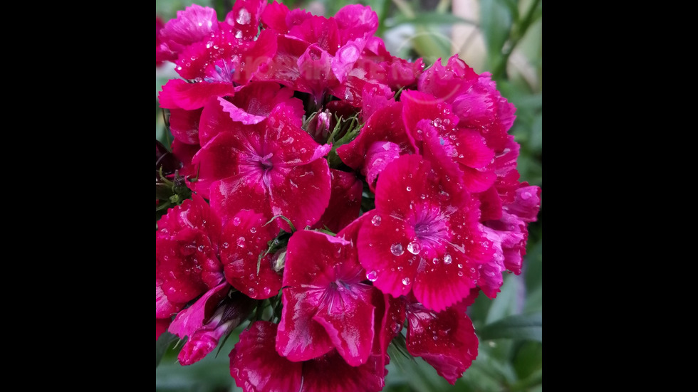 Дъждовно цвете!