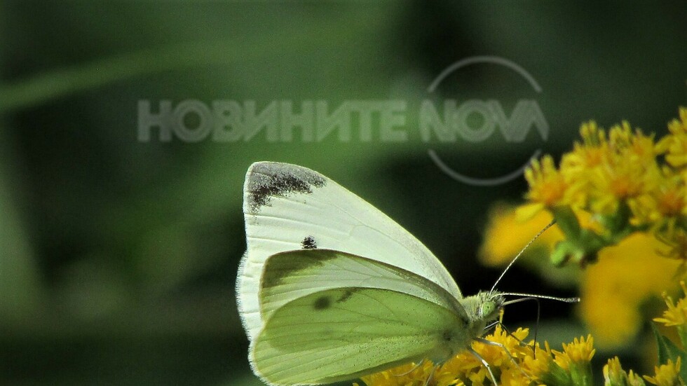 И пеперудите бързат!