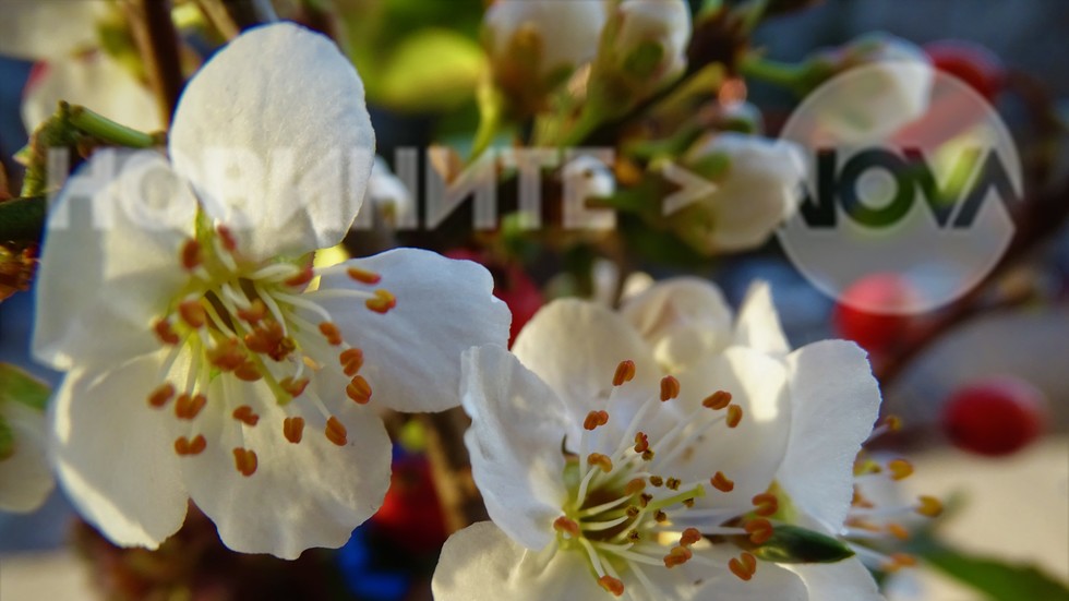 Усмихнати цветчета!