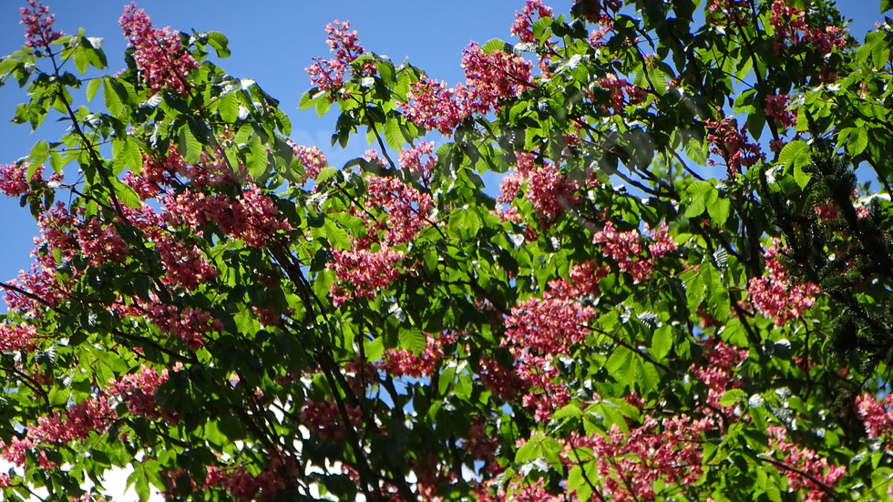 Разцъфтелите кестени