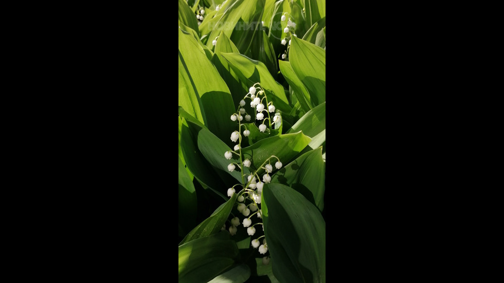 Момина сълза!