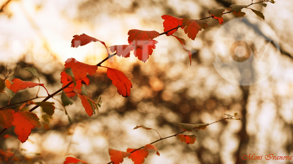 Есенни листенца