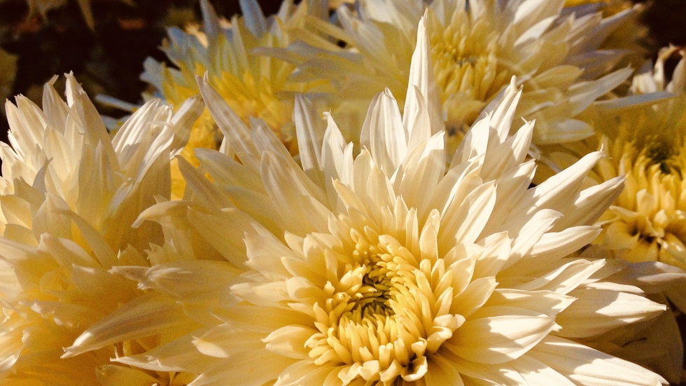 Есен с дъх на хризантеми