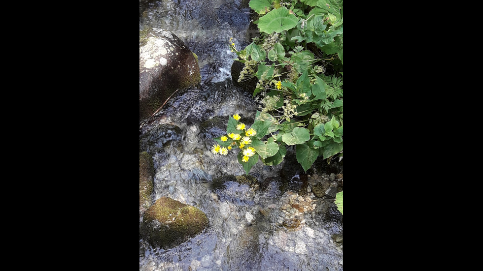 Речни слънца от Царска Бистрица