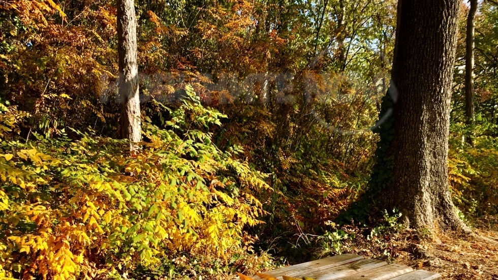 Пъстроцветната есенна премяна на Скобелев парк, Плевен