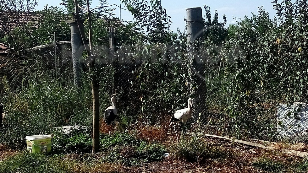 Щъркелчета в беда