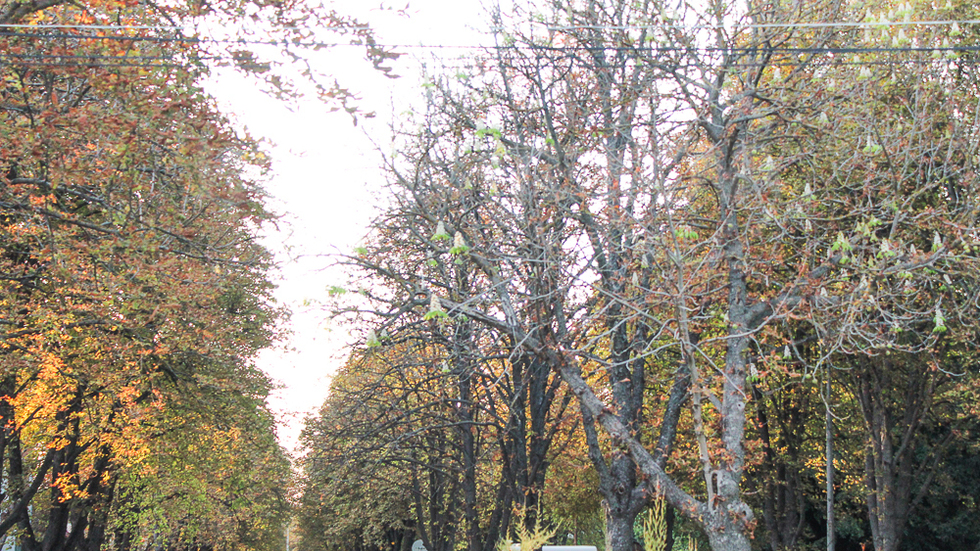 Кестените в Разград - есенен цъфтеж