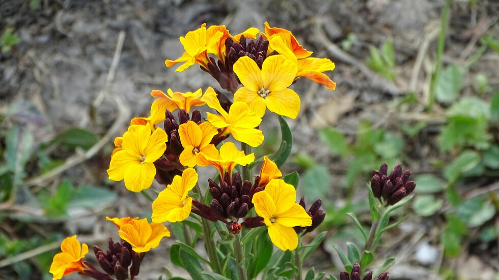 И ухае на шибой!