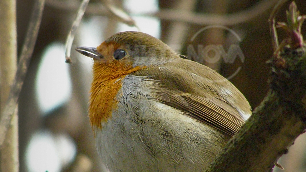 Червеношийка