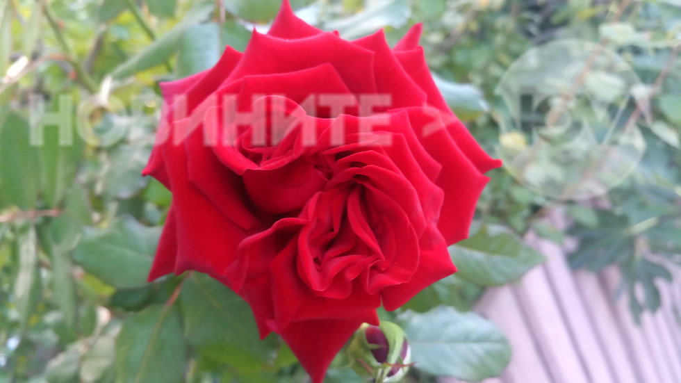 Уникална роза с двоен цъвтеж