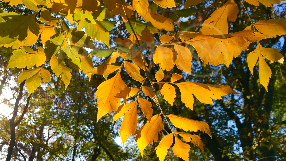 Слънчево утро в есенната гора