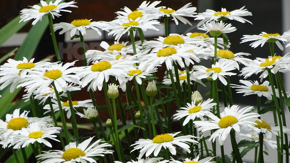 Маргаритките