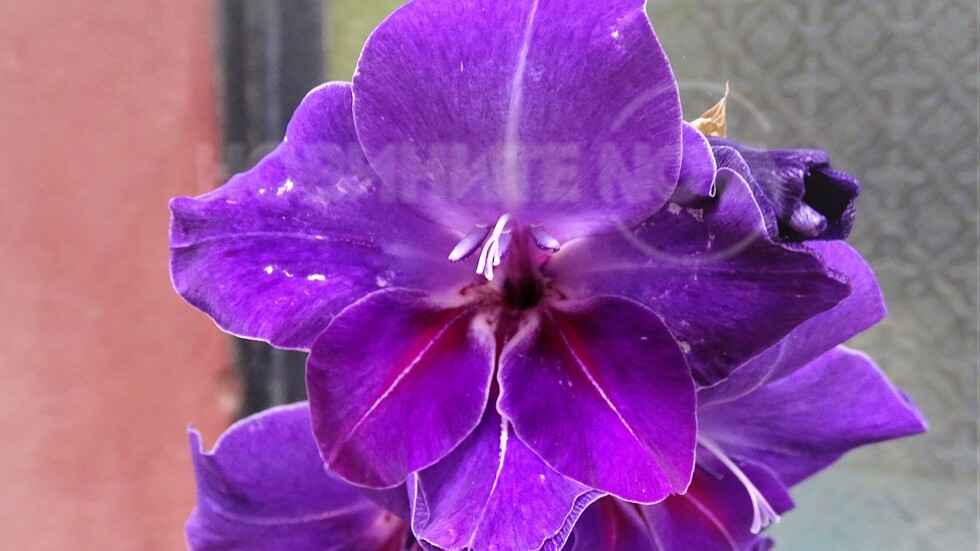 В цвят лилав!