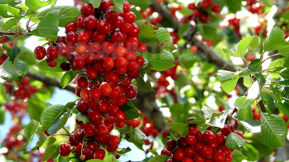 Сочни и апетитни - черешово време е!