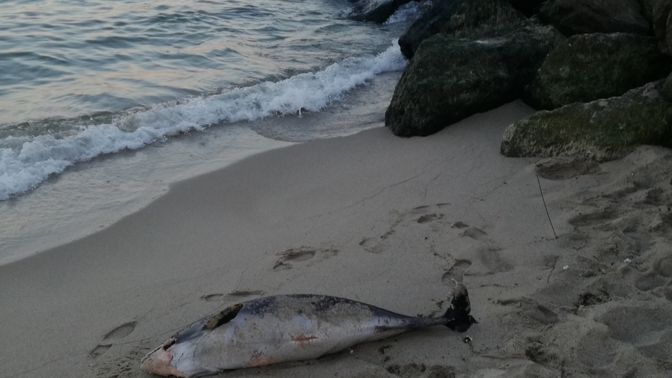 Умрял делфин на Централния плаж във Варна