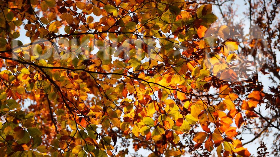 Есента в позлата в Конявската планина