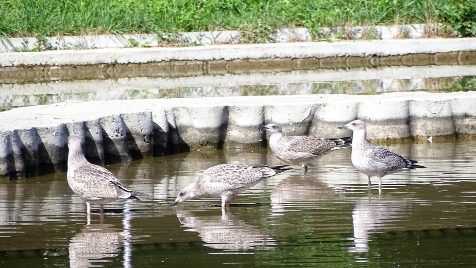 Отражения във водата!