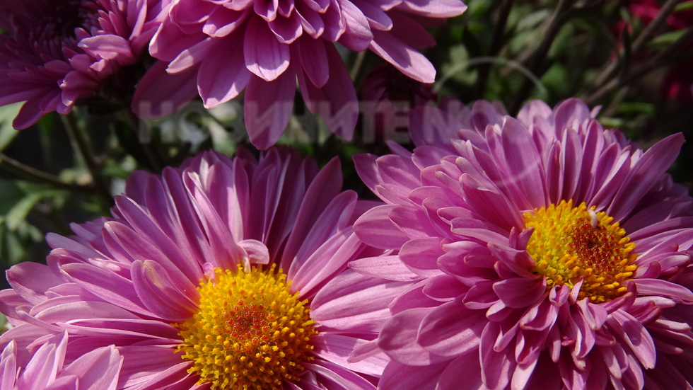 Есенно, прелестно...