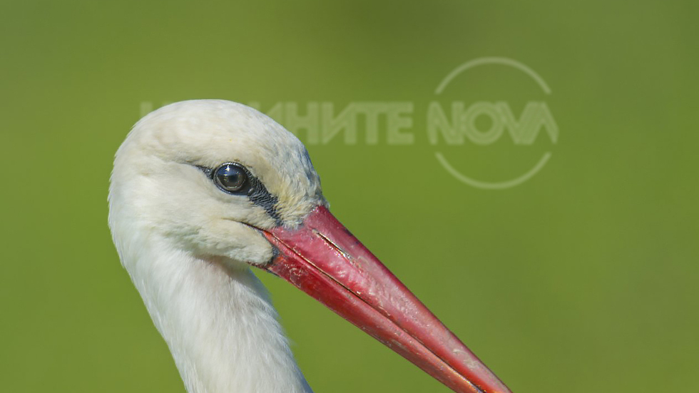 Истории с щъркели