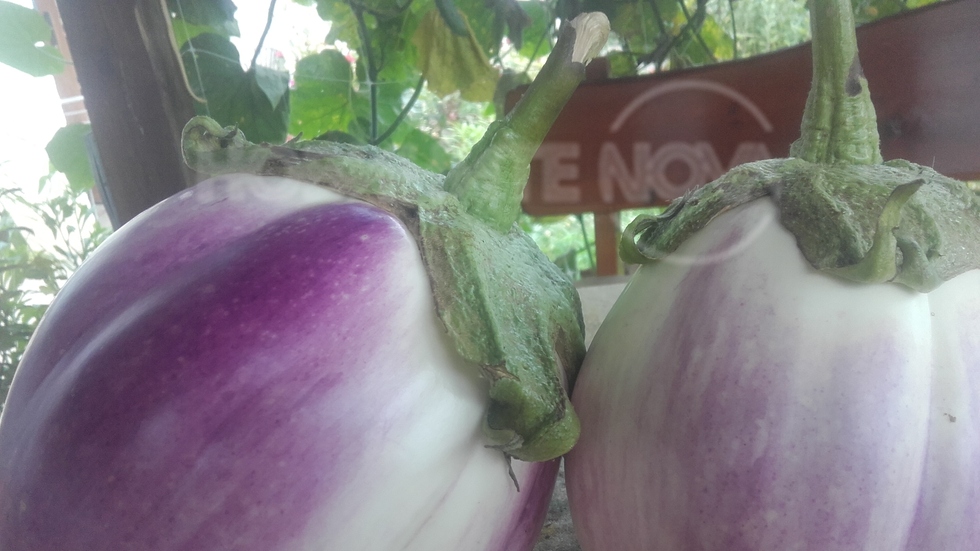 Богата реколта в с.Горна Росица