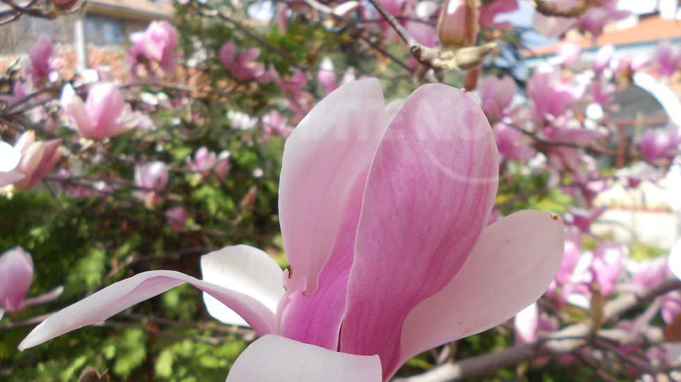 Нежност в розово!