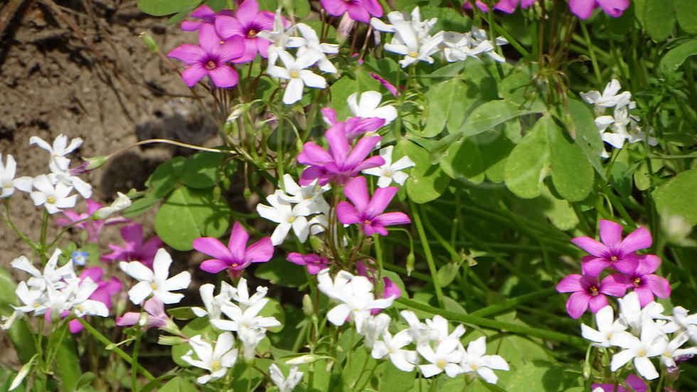 Седмицата започна красиво!