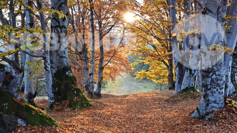 В Осоговската планина