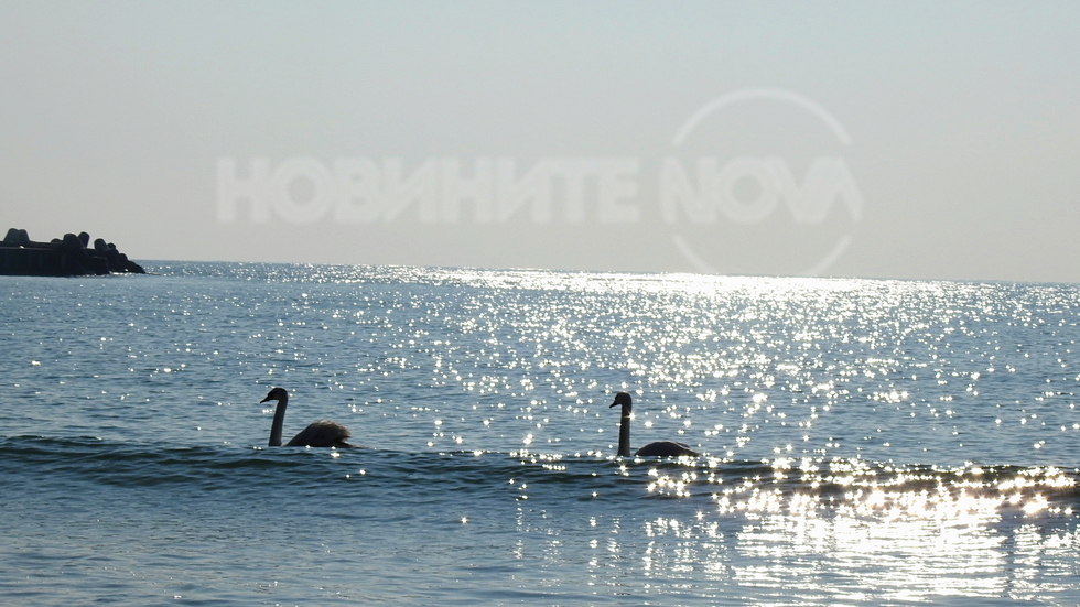 Слънчеви звездички!