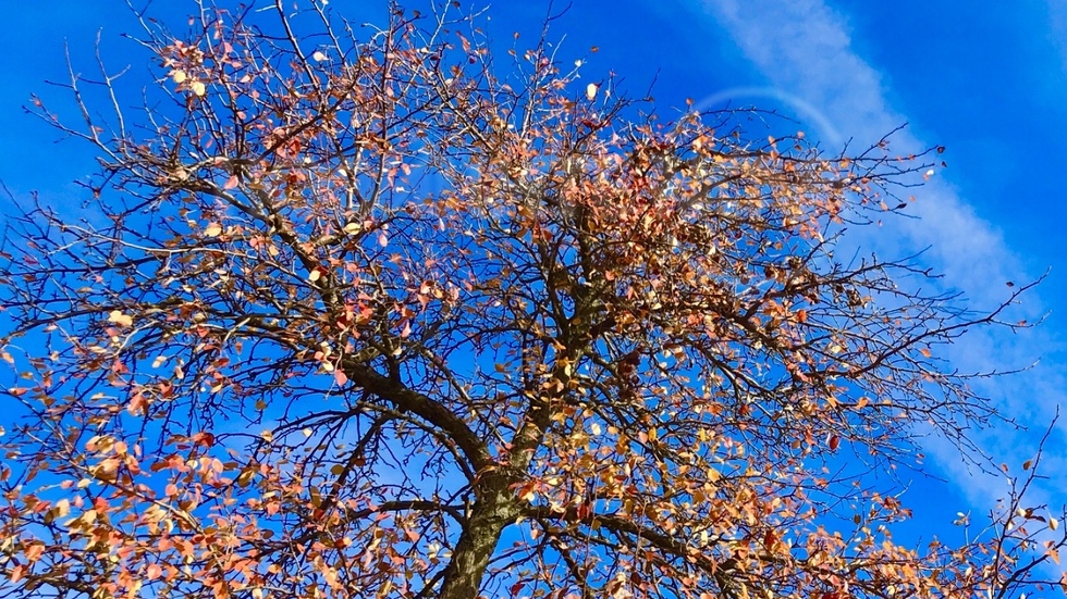 Ноември ни подари прекрасни есенни дни