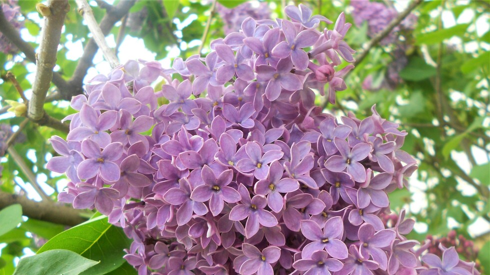 Люлякът ми замириса!