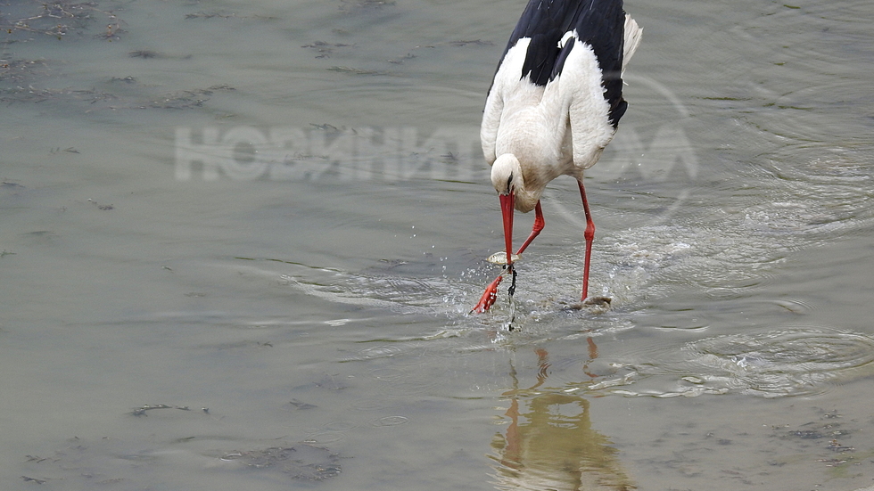 И.. щъркелчо си хвана рибка!