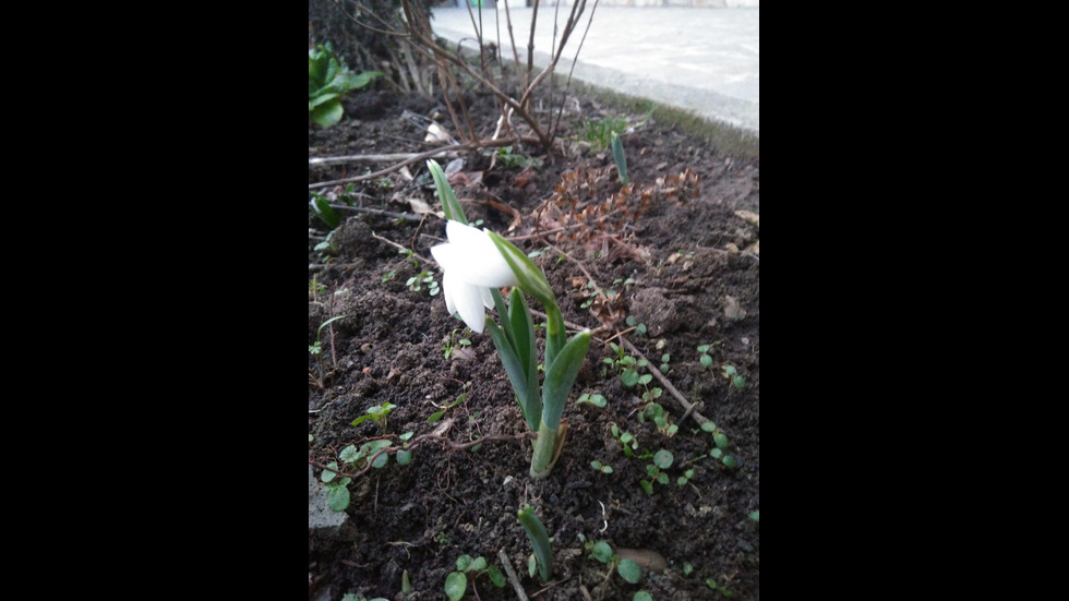 Първото кокиче - знак на пролетта