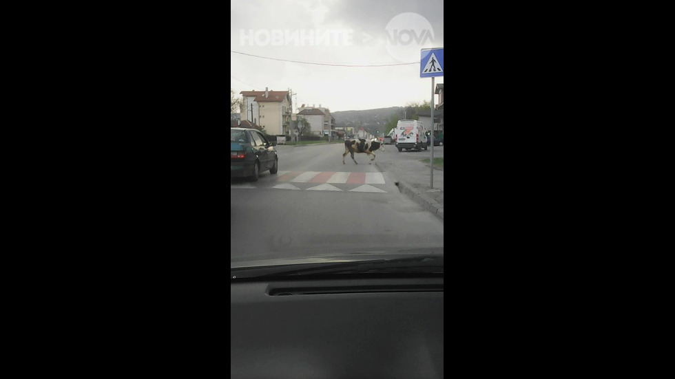 Крава пресича на пешеходна пътека в София