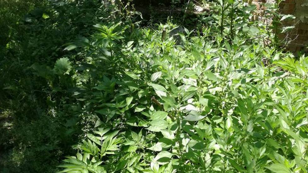 На какво прилича пътят към детската градина