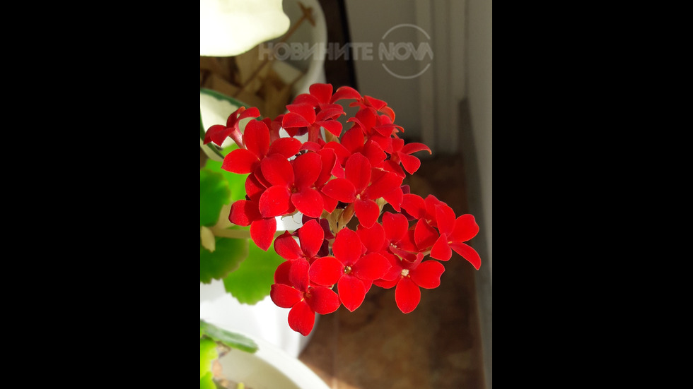 Цвят червен