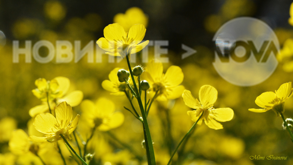 Усмихнат ден, приятели!