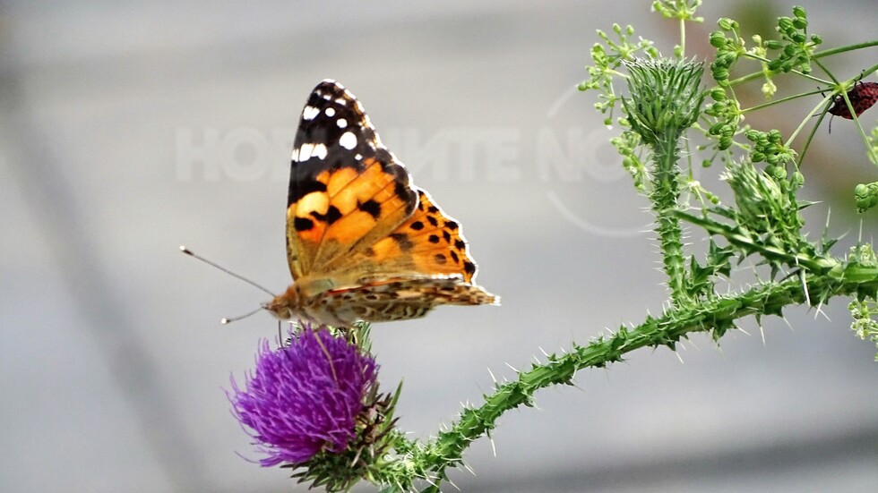 Пепеперудено начало!