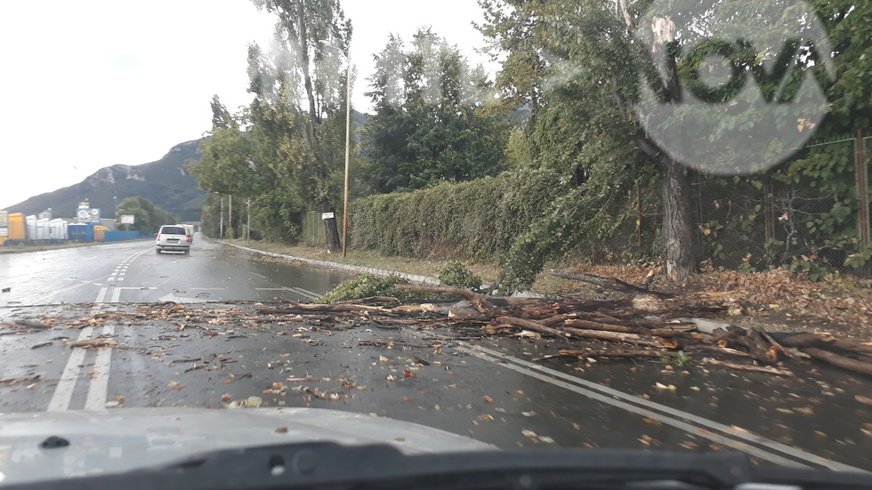 Паднали дървета и клони след бурята във Враца