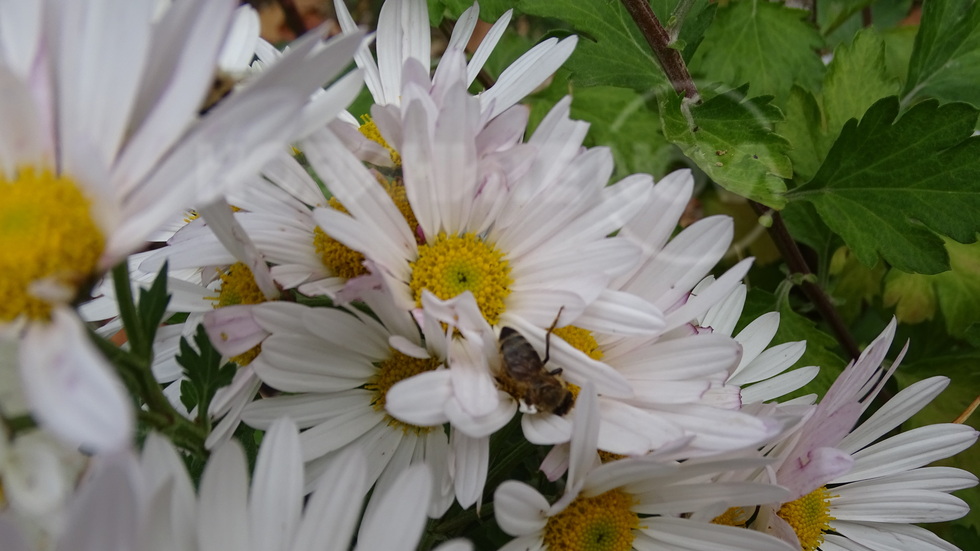 Да се насладим на уханните хризантеми!